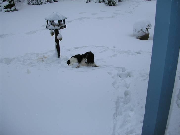 Cocker spaniel Fie - Fie i sneen for første gang billede 4