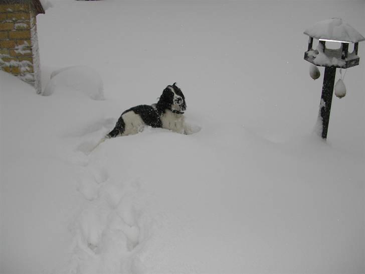 Cocker spaniel Fie - Hjælp!! Sneen overmander mig billede 5