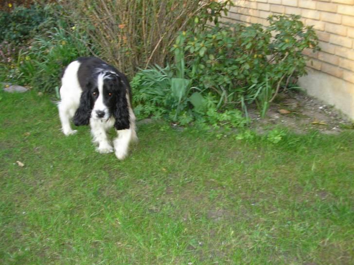 Cocker spaniel Fie - Hey! Ingen adgang.. Kødbens-bedet er beslaglagt! billede 6