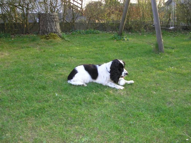 Cocker spaniel Fie - Hvad smager denne tennis bold mon af.. TENNISBOLD! billede 7