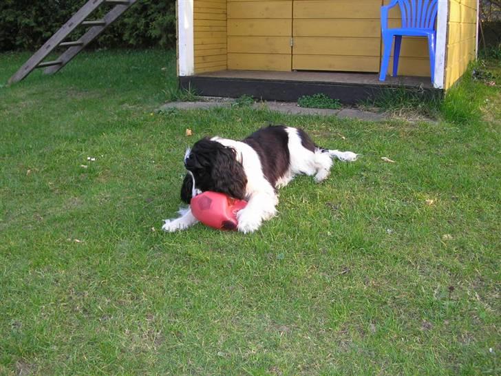 Cocker spaniel Fie - Så.. Nu er der kommet hul på bolden billede 8