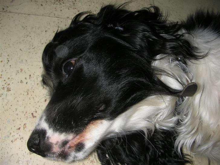 Cocker spaniel Fie - Klø mig på maven.. Vil du ikke nok? billede 9