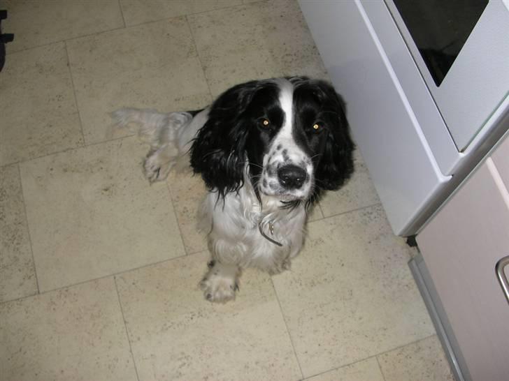 Cocker spaniel Fie - Har du ikke noget spiseligt? billede 10