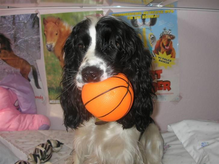 Cocker spaniel Fie - Et skirdt nærmere og jeg.. Jaaah.. Hvad gør jeg endtlig? billede 11