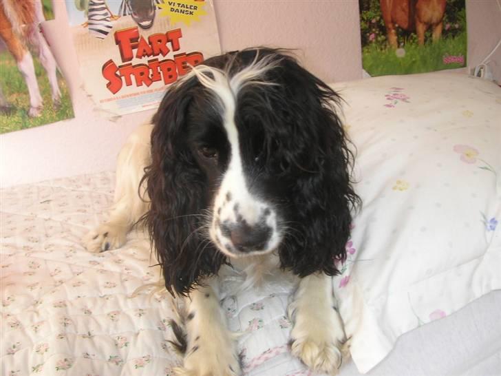 Cocker spaniel Fie - Er det der mus der danser tango? billede 12