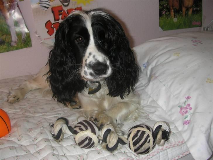 Cocker spaniel Fie - Hvad er bedst.. Trækketov eller basketbold? Elle belle.. billede 13