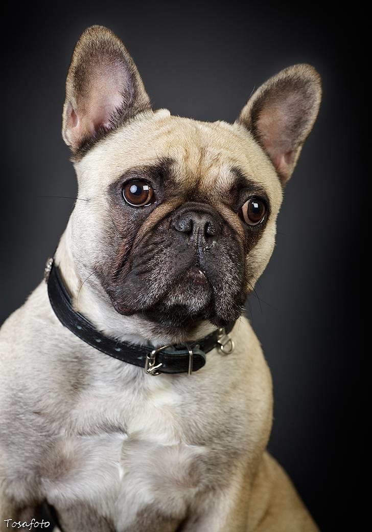 Fransk bulldog Pina - Det er mig, som hedder Pina. billede 2