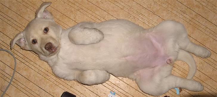 Blanding af racer Neela - Jeg er på charter ferie billede 11