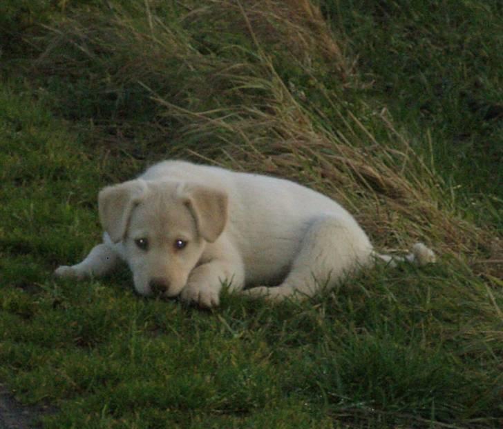 Blanding af racer Neela - Øv kommer du snart? billede 12