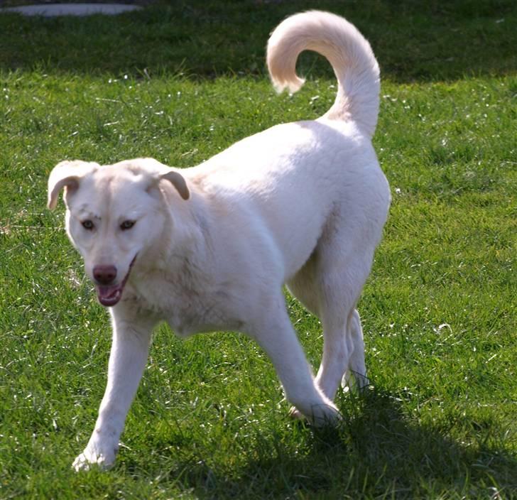 Blanding af racer Neela - Bebsen billede 13