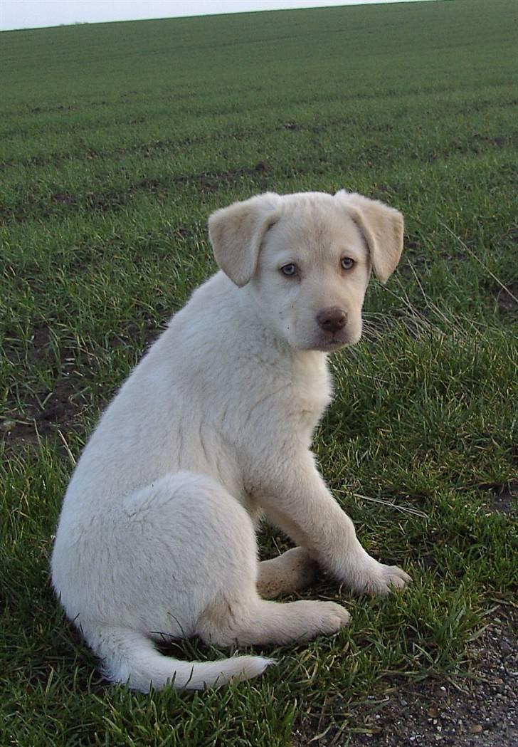 Blanding af racer Neela - Hvad? billede 14