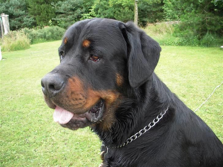 Rottweiler Cæsar - Nyder udsigten i haven :-) billede 1
