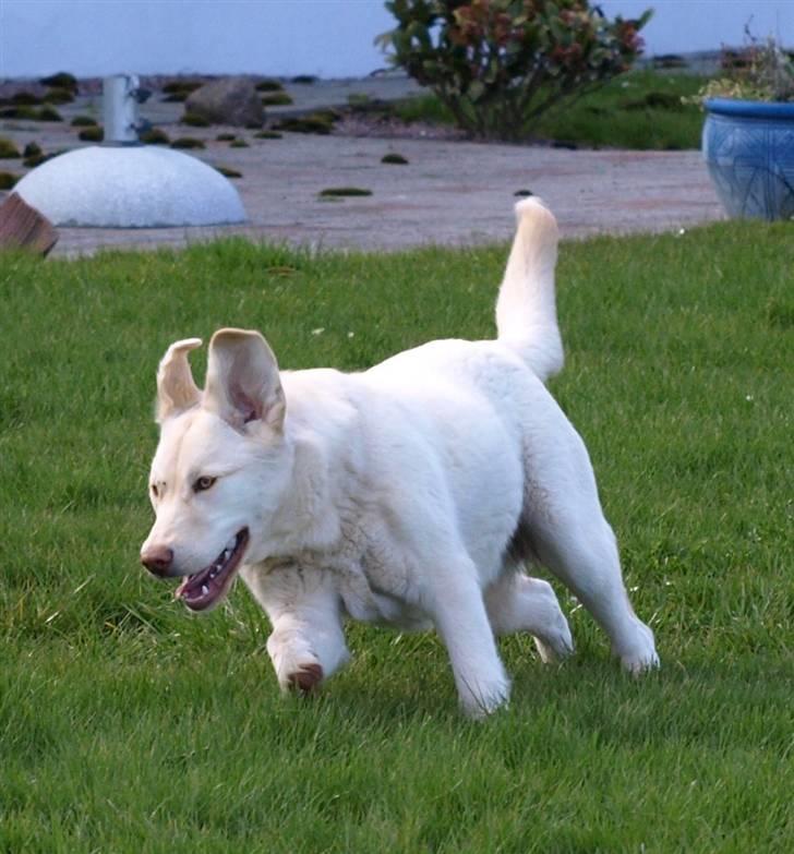 Blanding af racer Neela - Flyvende stil billede 15