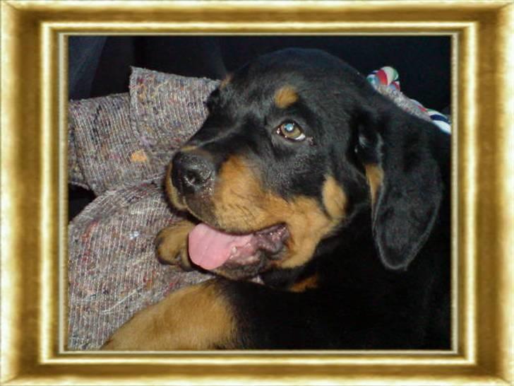 Rottweiler Cæsar billede 2