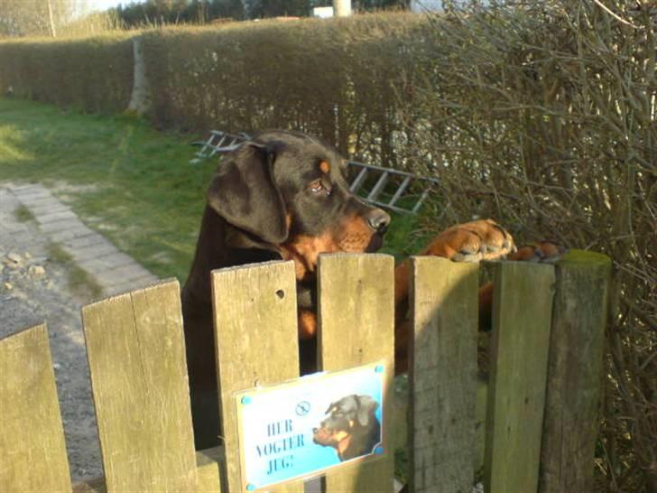 Rottweiler Cæsar - Hvor blev far af?? ;-( billede 3