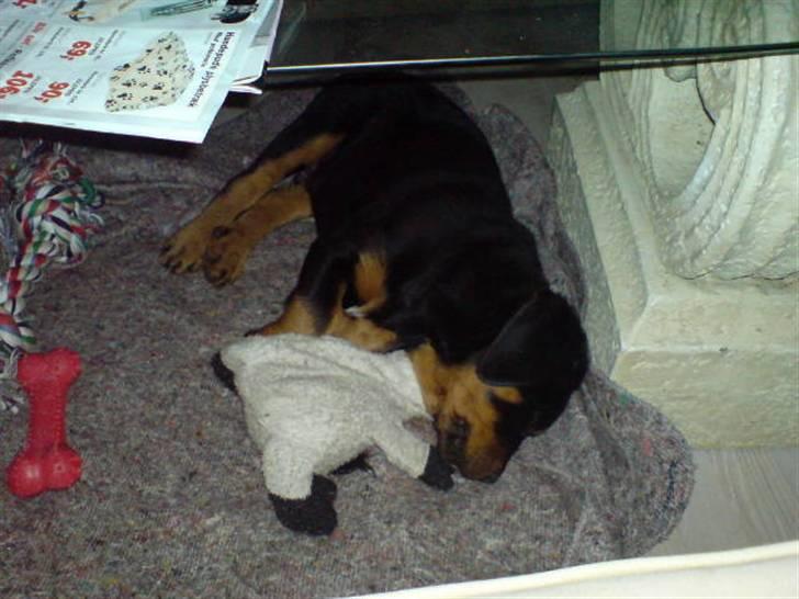 Rottweiler Cæsar - Min første bamse (den lever desværre ikke mere) billede 4