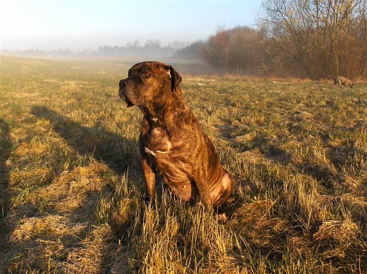 Amerikansk bulldog andrea - et billede som er taget for ganske nylig.  jeg er stolt af hende. billede 1