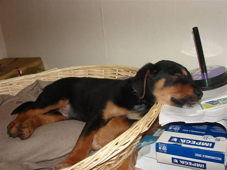 Blanding af racer Max billede 17