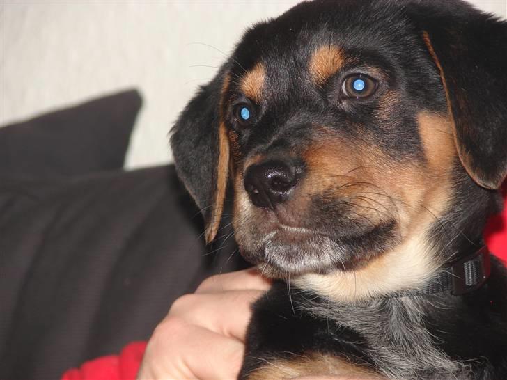 Blanding af racer Max billede 18