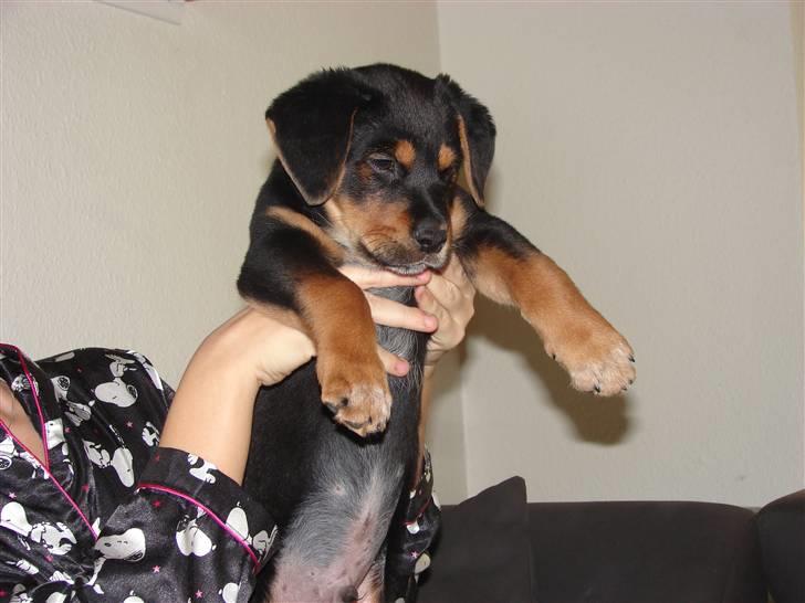 Blanding af racer Max billede 19