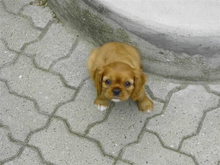 Cavalier king charles spaniel Alberte - min dejlig trappe uden for sååååååååååå dejligt billede 4