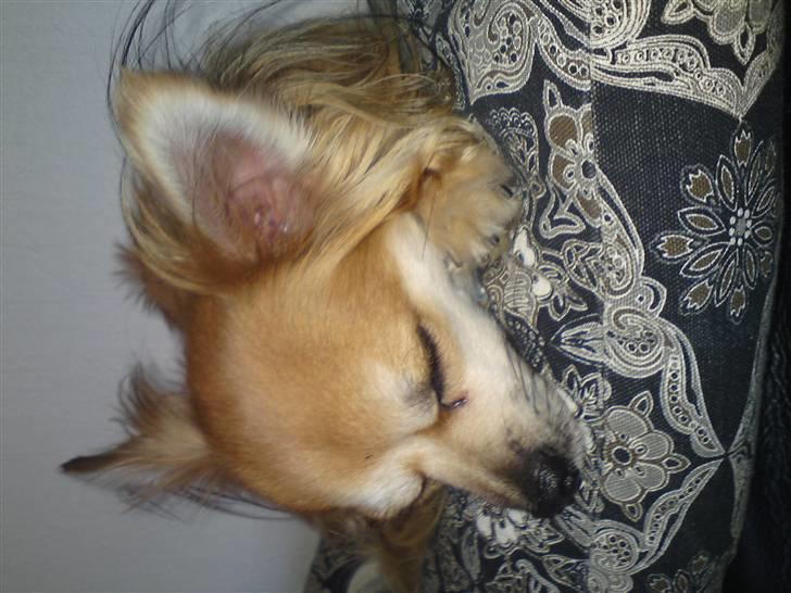 Chihuahua rocky - hygger hjemme ved bedste billede 4