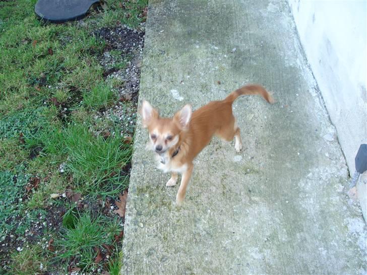 Chihuahua rocky - dejligt at være ude:) billede 5