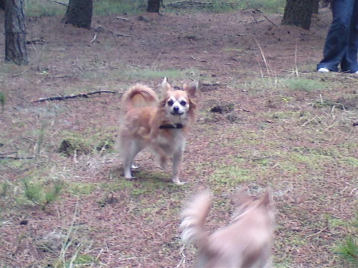 Chihuahua rocky billede 6