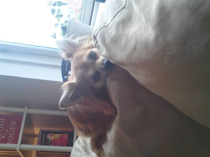 Chihuahua rocky billede 8