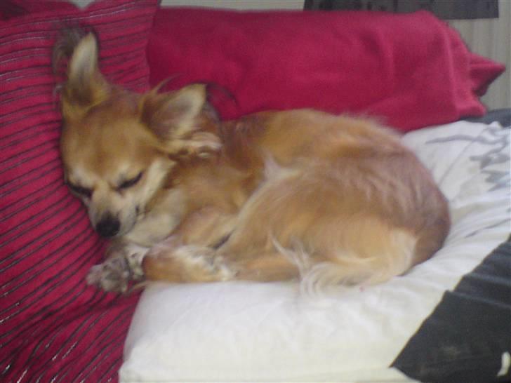 Chihuahua rocky billede 9