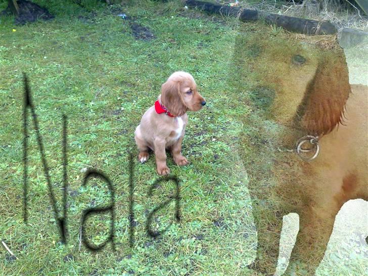 Cocker spaniel Nala - smukke nala billede 1