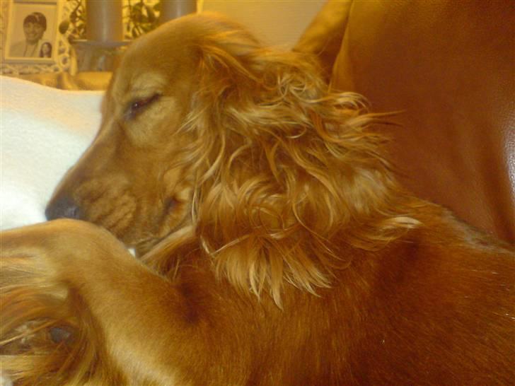 Cocker spaniel Nala - er hun ikke yndig... billede 2