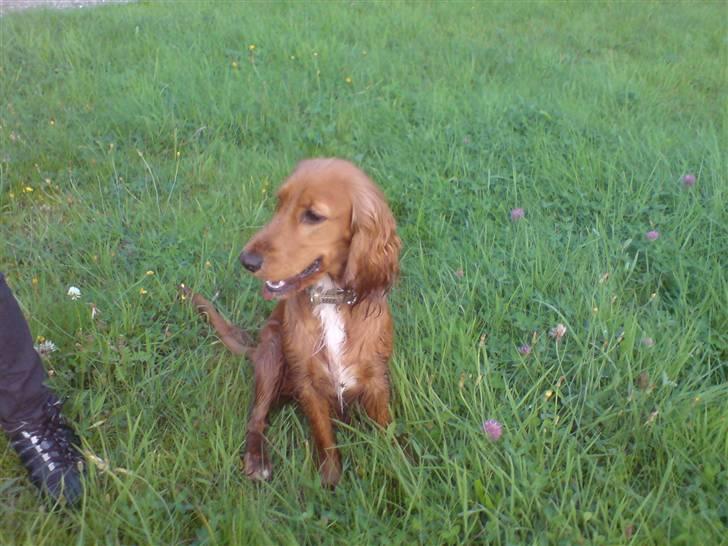 Cocker spaniel Nala - jeg elsker min nala billede 4