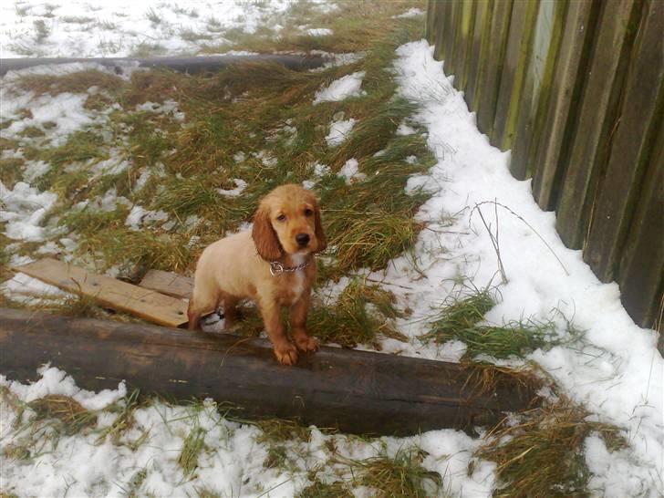 Cocker spaniel Nala - er hun ikke smuk... billede 5