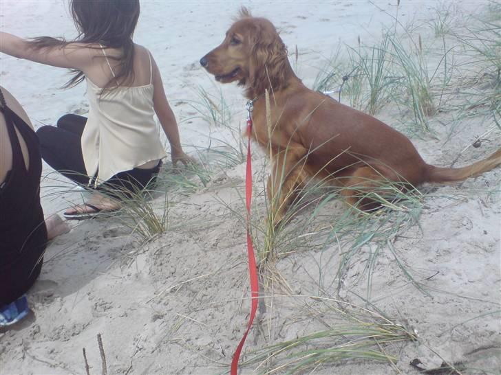Cocker spaniel Nala - nala med mig på stranden.. billede 6