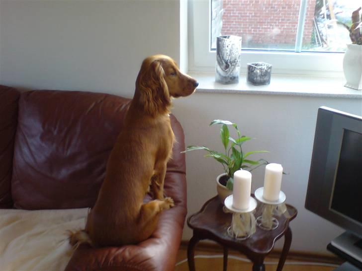 Cocker spaniel Nala - hun er bare så smuk.. billede 7