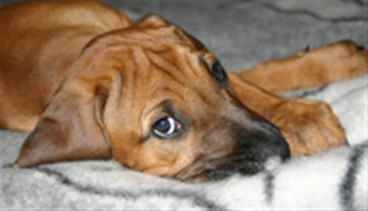 Rhodesian ridgeback Monomotabas Ruby Cabernet - Goddav, Goddav mit navn er Ruby, Hvad er dit ? billede 5