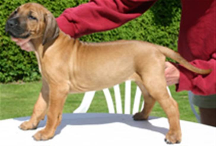 Rhodesian ridgeback Monomotabas Ruby Cabernet - dette billede blev taget i sverige af Nicklas og Lotta Sandberg rubys avlere billede 6