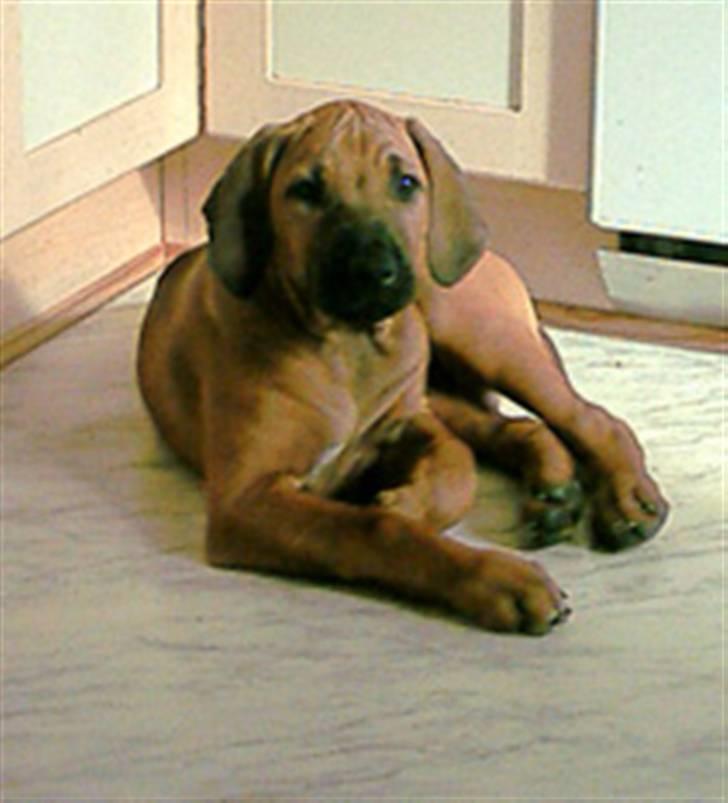 Rhodesian ridgeback Monomotabas Ruby Cabernet - "lille mig :)" billede 8