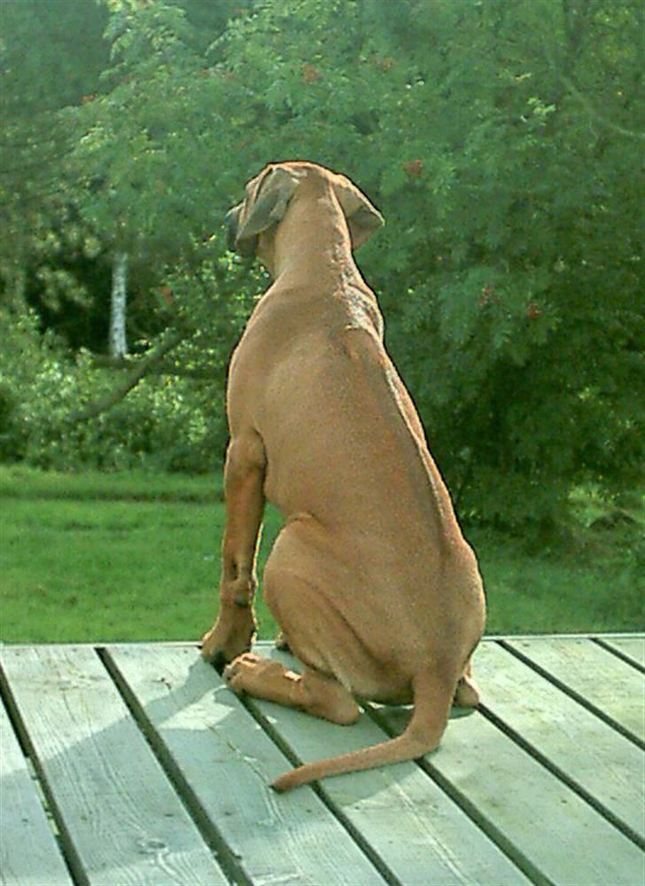 Rhodesian ridgeback Monomotabas Ruby Cabernet - Her ses Rubys Rigde :) billede 10