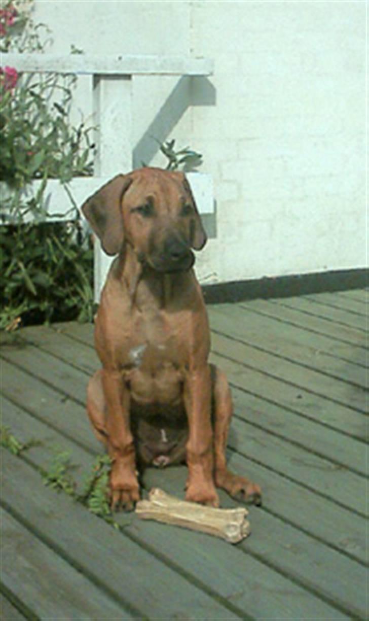 Rhodesian ridgeback Monomotabas Ruby Cabernet - "Se mit store kødben moooooor hihi" xD billede 11