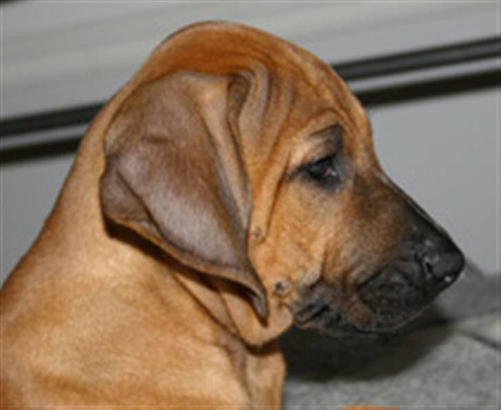 Rhodesian ridgeback Monomotabas Ruby Cabernet - "Er jeg rynket ?" billede 12