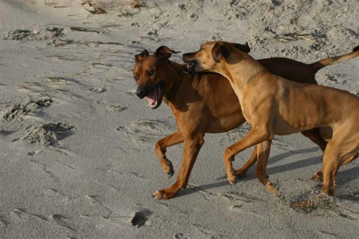 Rhodesian ridgeback Monomotabas Ruby Cabernet - jubiiiiii :D billede 13