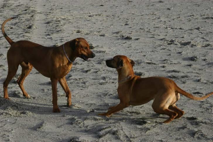 Rhodesian ridgeback Monomotabas Ruby Cabernet - Det er Ruby til højre ;) billede 14