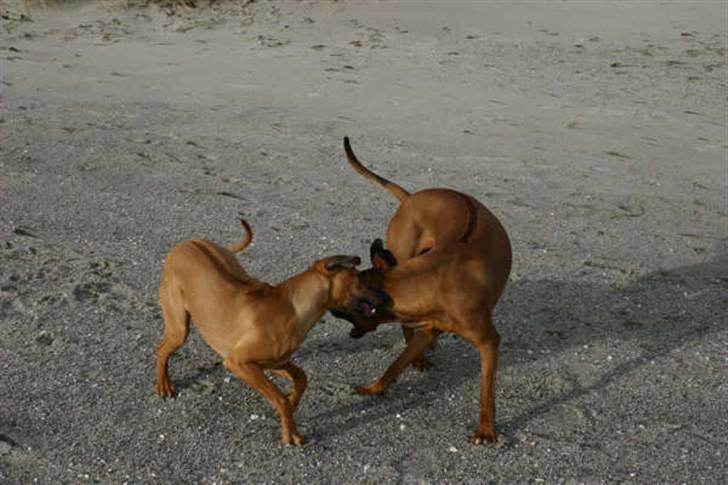 Rhodesian ridgeback Monomotabas Ruby Cabernet - " Skal vi lege ? " billede 15