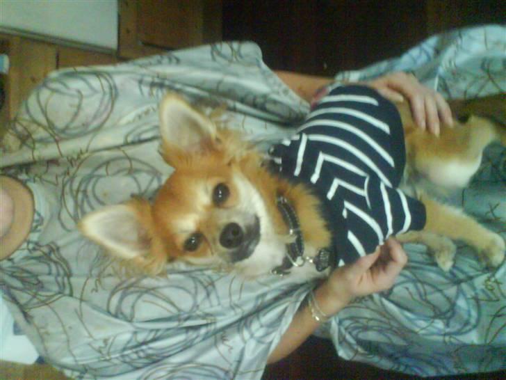 Chihuahua rocky - troede det var mig der skulle klippes:) billede 10