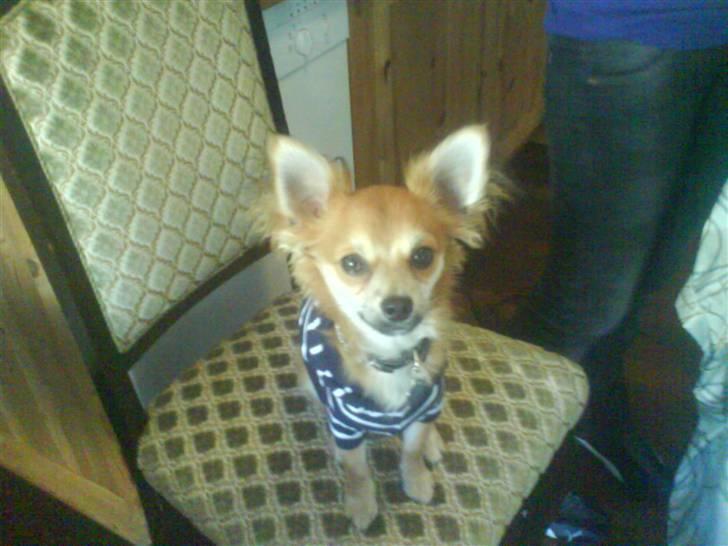 Chihuahua rocky - jeg kan godt sidde pænt:) billede 11