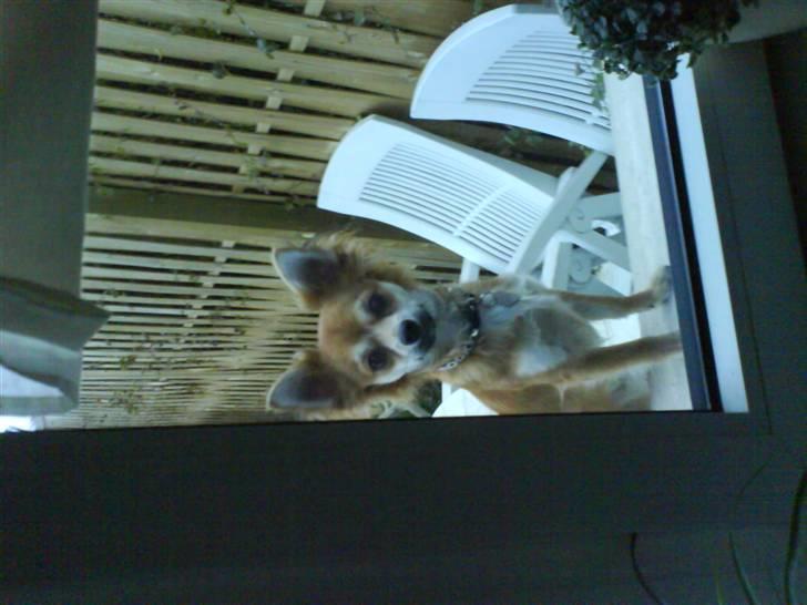 Chihuahua rocky - luk mig nu ind... her er koldt billede 12