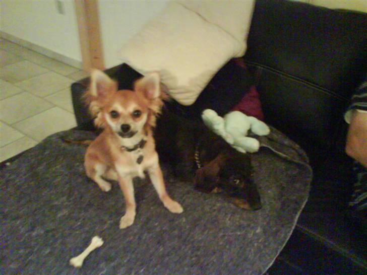 Chihuahua rocky - min bedste kammerat rofus billede 13
