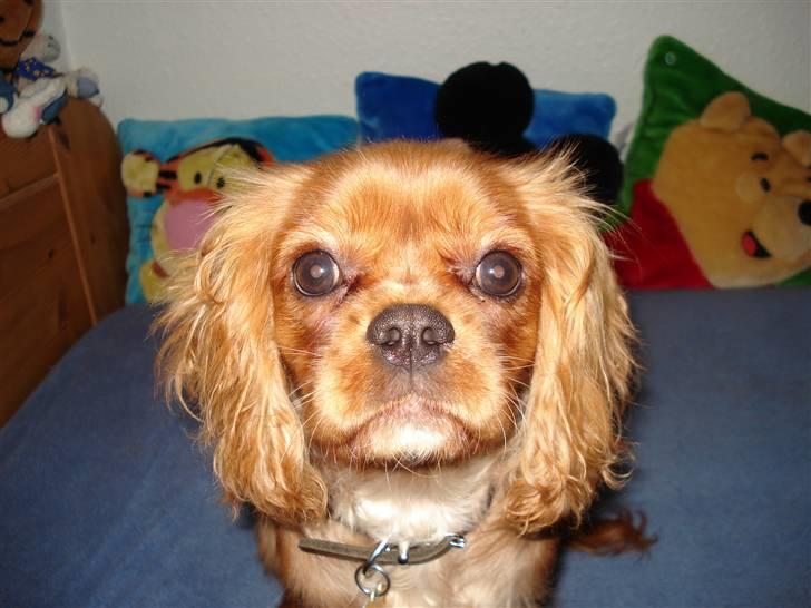 Cavalier king charles spaniel Alberte - jeg er såååååååååå sød ikk............. billede 5